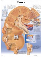ZVR6515L �����