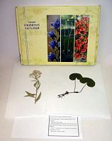 �������� "�������� ��������"