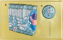 ����������� ������ "��������� �������� �����" �13 (1 �������)