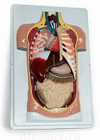 Анатомическая модель "Торс человека (разборная модель 7 частей) "
