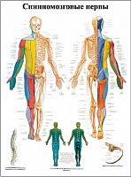 ZVR6621L �������������� �����