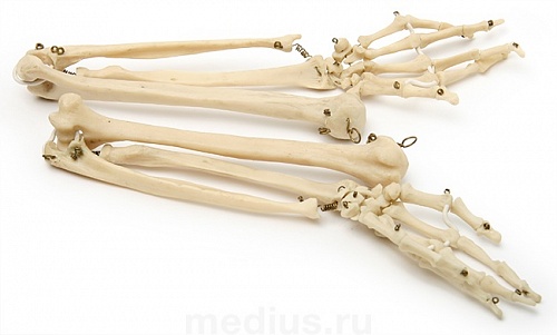 Р39 ДТ Скелет верхних конечностей человека (левая + правая)