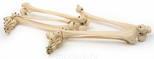 Р39 ДТ Скелет нижних конечностей человека (левая + правая)