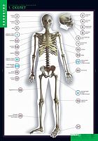 Комплект плакатов "Строение тела человека" 10 шт. 70х100 карт. 80шт