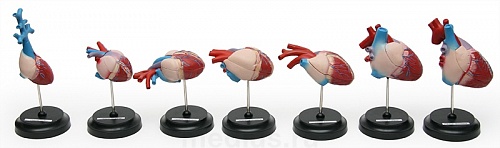 Сердце позвоночных (7 моделей) Т