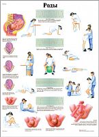 ZVR6555L ����