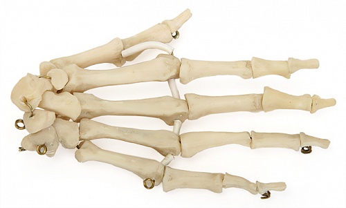 Р23 ПД Скелет кисти правая (демонстрационная модель)