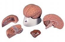 Модель мозга, 4 части