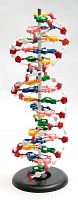 Модель объемная "ДНК"