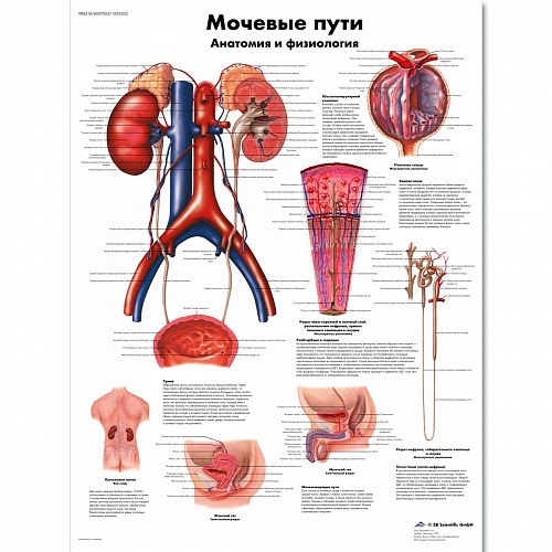 ZVR6514L Мочевые пути, анатомия и физиология
