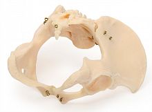 Р38 Скелет таза женского