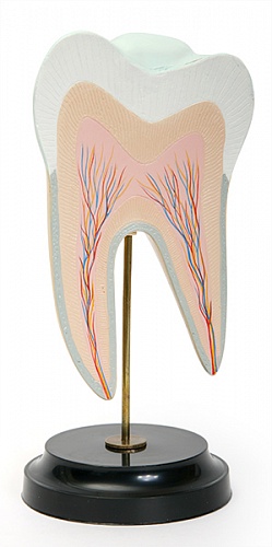 С05 Строение нижнего коренного зуба с двумя корнями (в разрезе) 