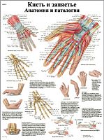 ZVR6171L ����� � ��������, �������� � ���������