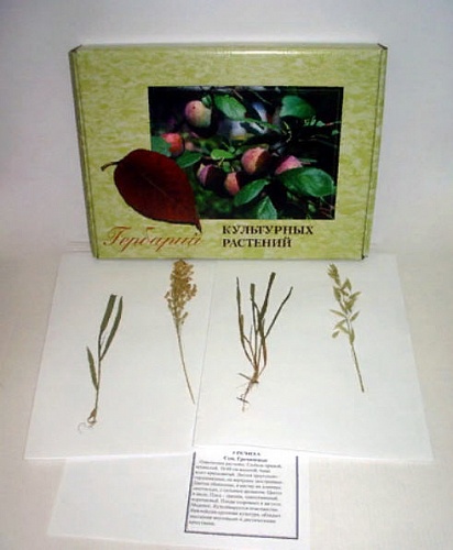 Гербарий "Культурных растений"(28 видов) Гербарий "Культурных растений"(28 видов)