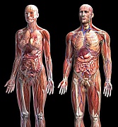 Анатомические модели в реальном размере для медиков